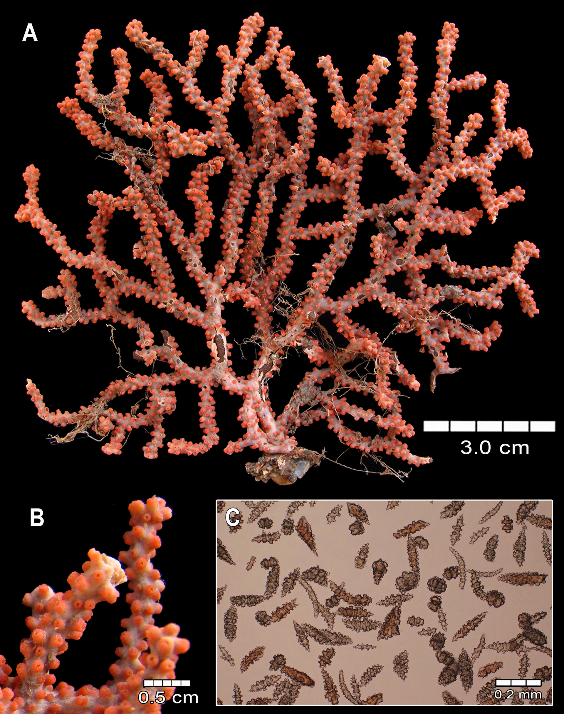 FIGURE 8. Adelogorgia osculabunda sp. nov., MZUCR 2494 (OCT-008…