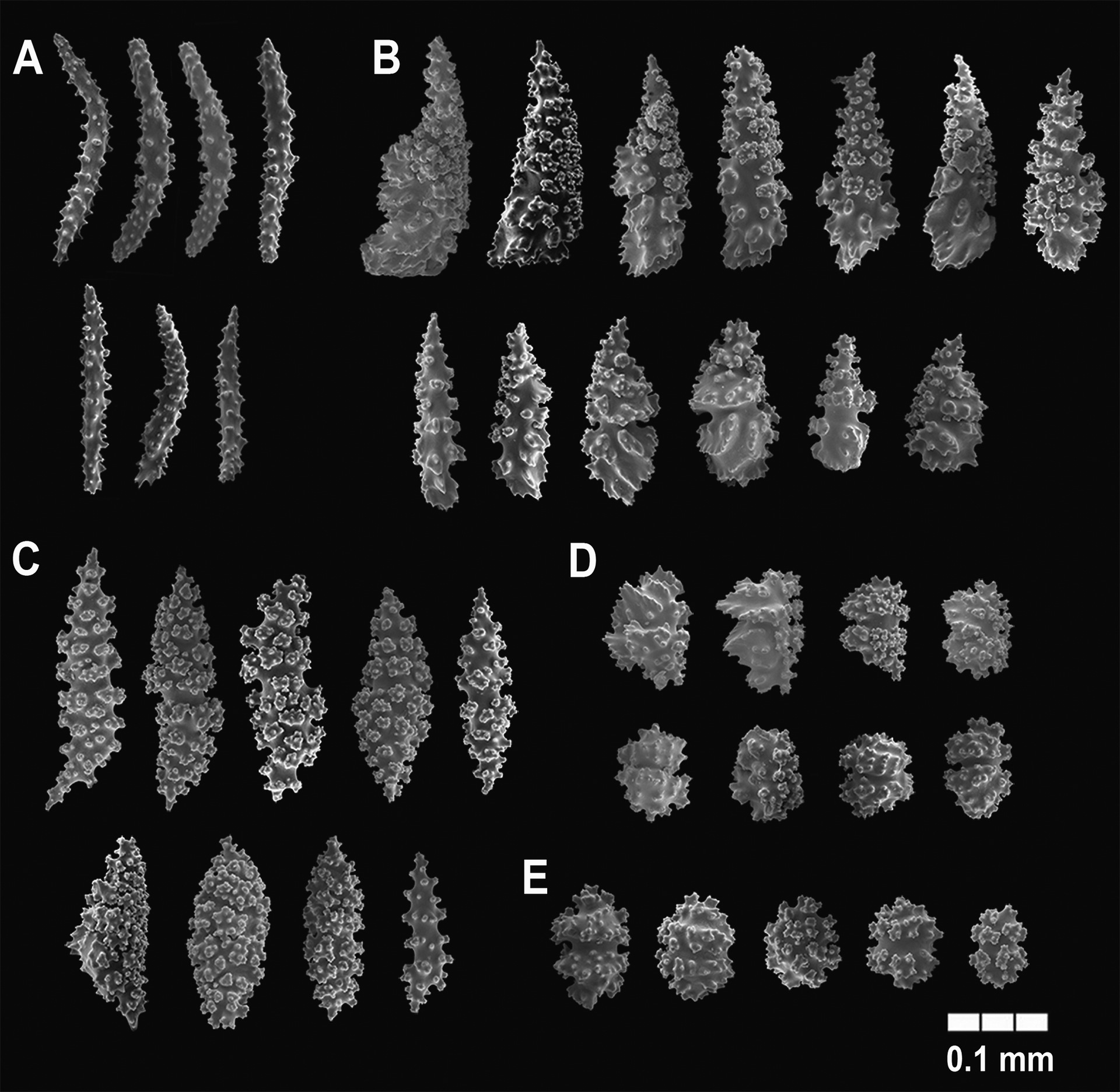 FIGURE 9. Adelogorgia osculabunda sp. nov., MZUCR 2494 (OCT-008…