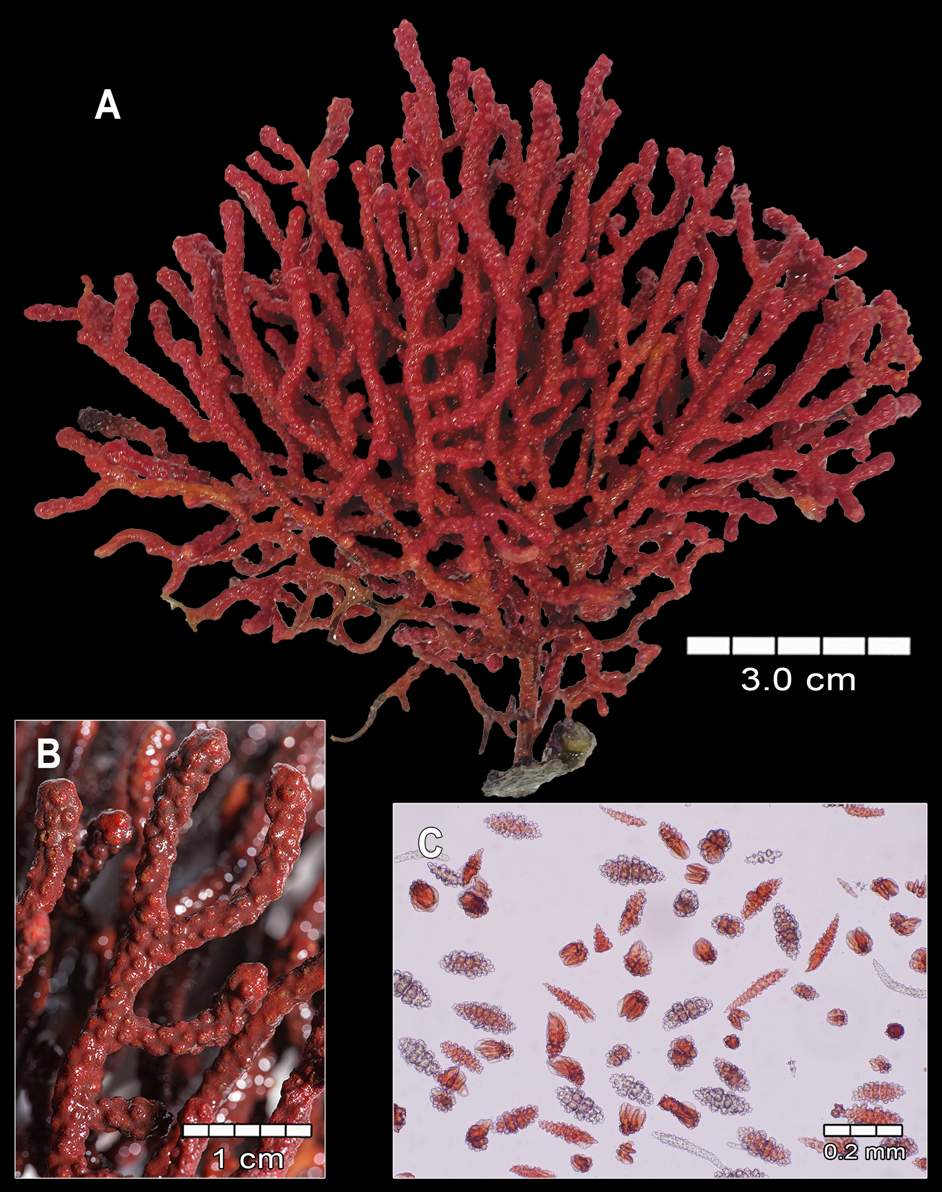 FIGURE 12. Adelogorgia adusta sp. nov., STRI-HH 1220 (holotype)…