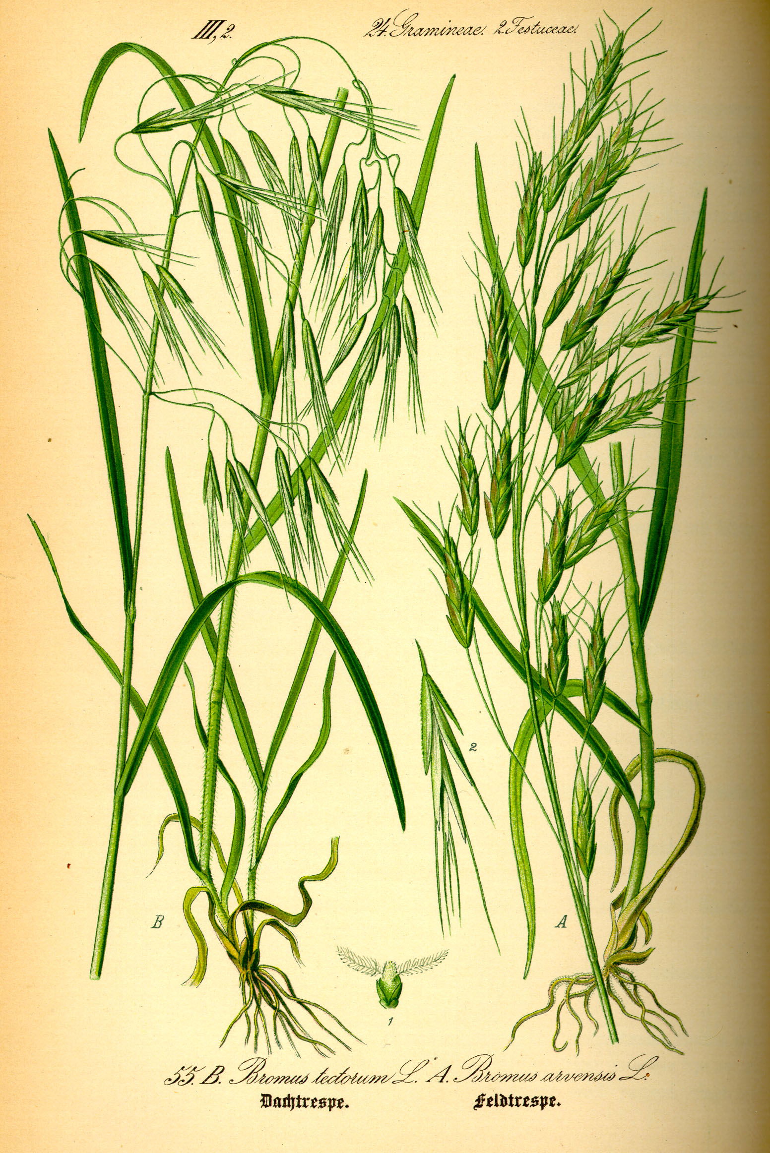Brome Field view 3