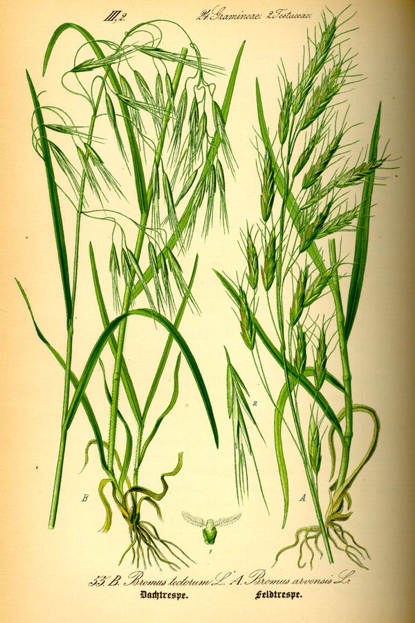 Brome Field