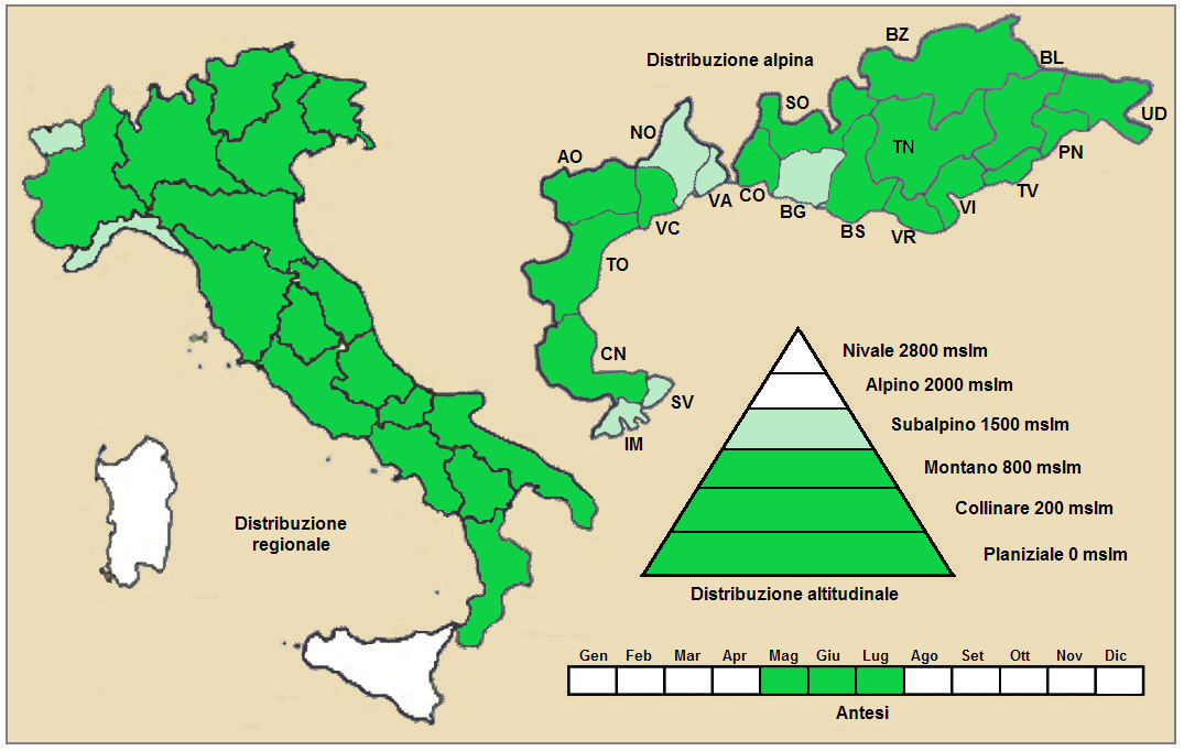 Forasacco dei campi (Bromus arvensis subsp. arvensis) - Distrib…