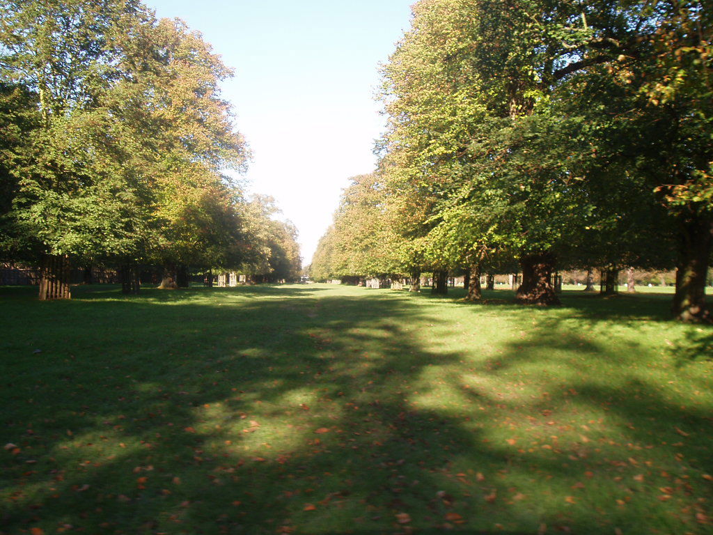 Chestnut trees in early Autumn.