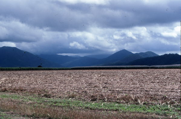 Canefield