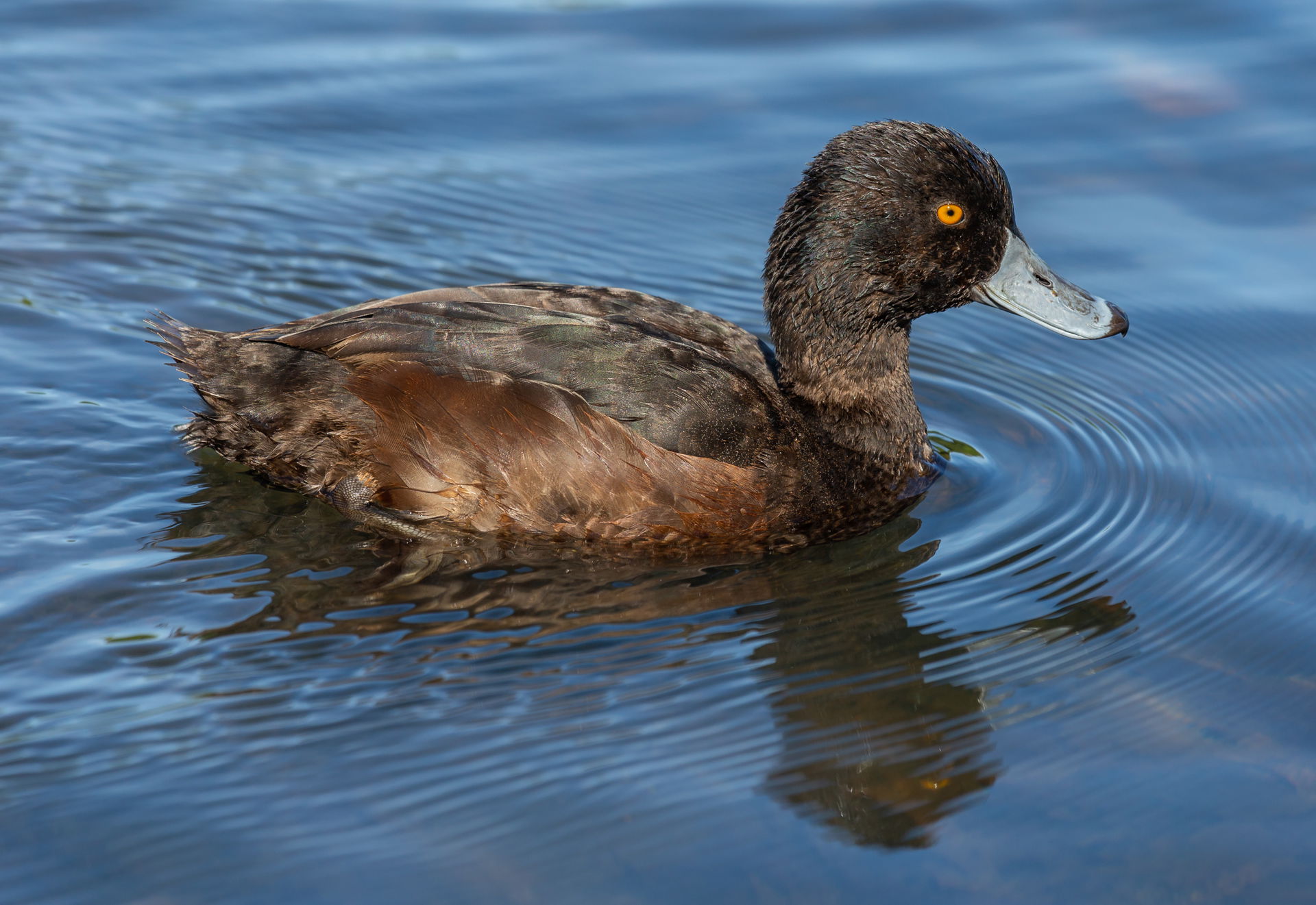New Zealand scaup Aythya novaeseelandiae, Lake Victoria, Christ…