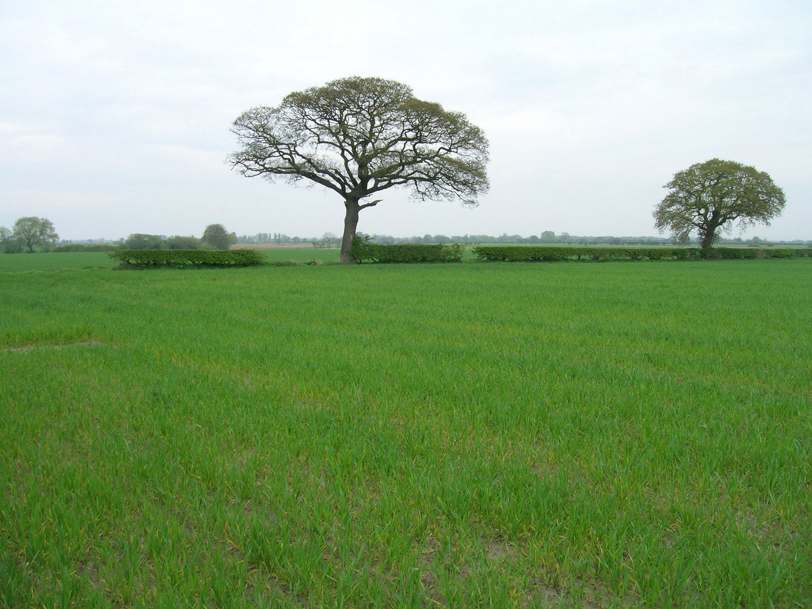 Ellerton Common