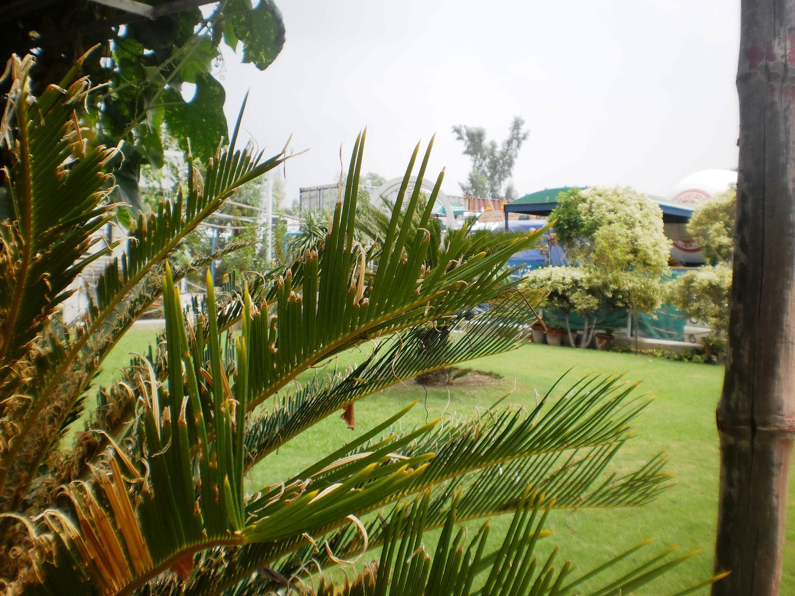 Lawn at Taj Petroleum Pattoki