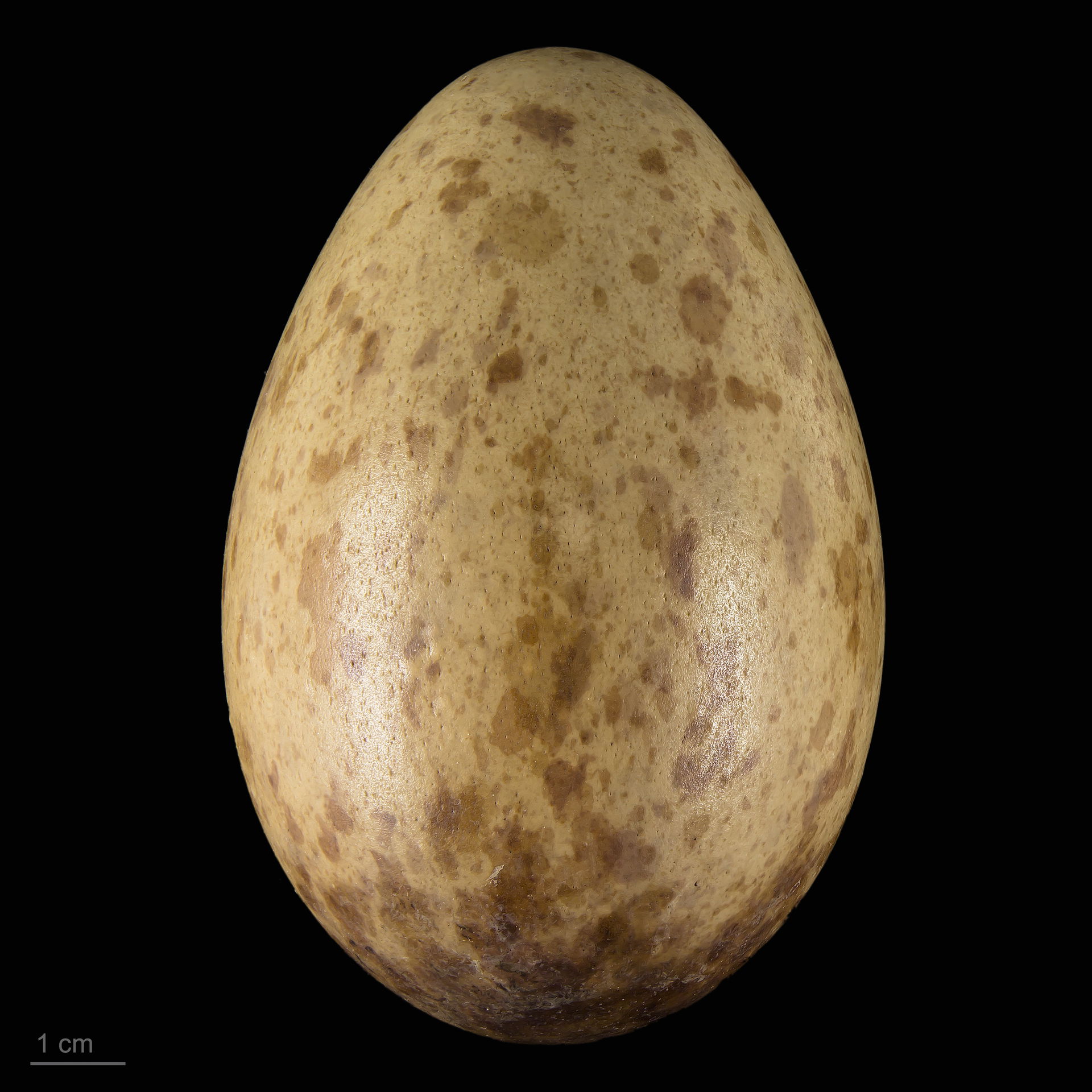 Eggs of common crane collection of Jacques Perrin de Brichambau…