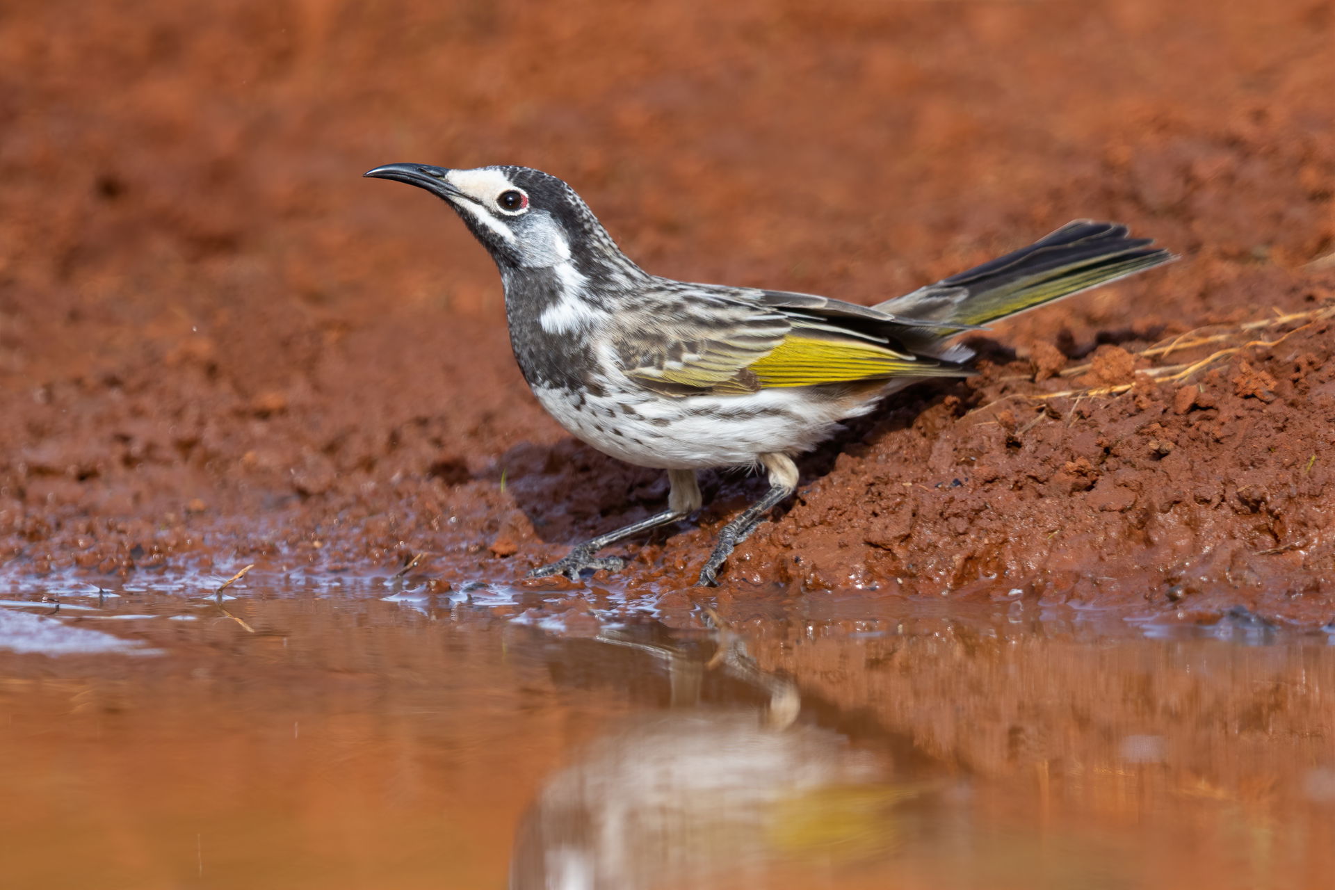White-fronted honeyeater (Purnella albifrons). Round Hill Natur…