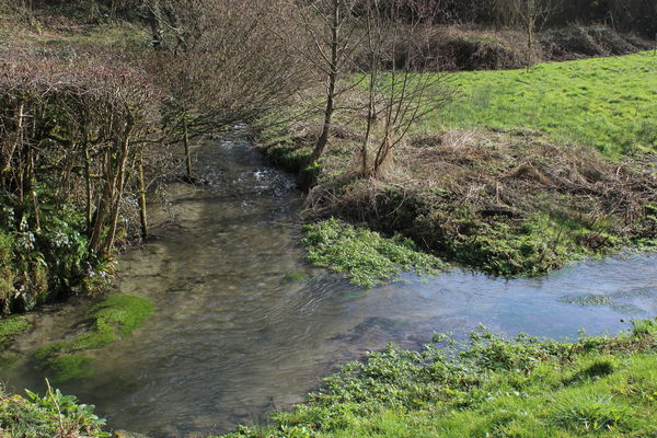 Mullins River
