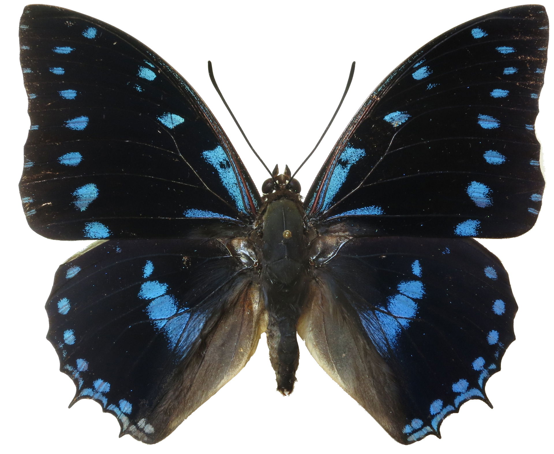 Charaxes ameliae male from Mbaiki, CAR