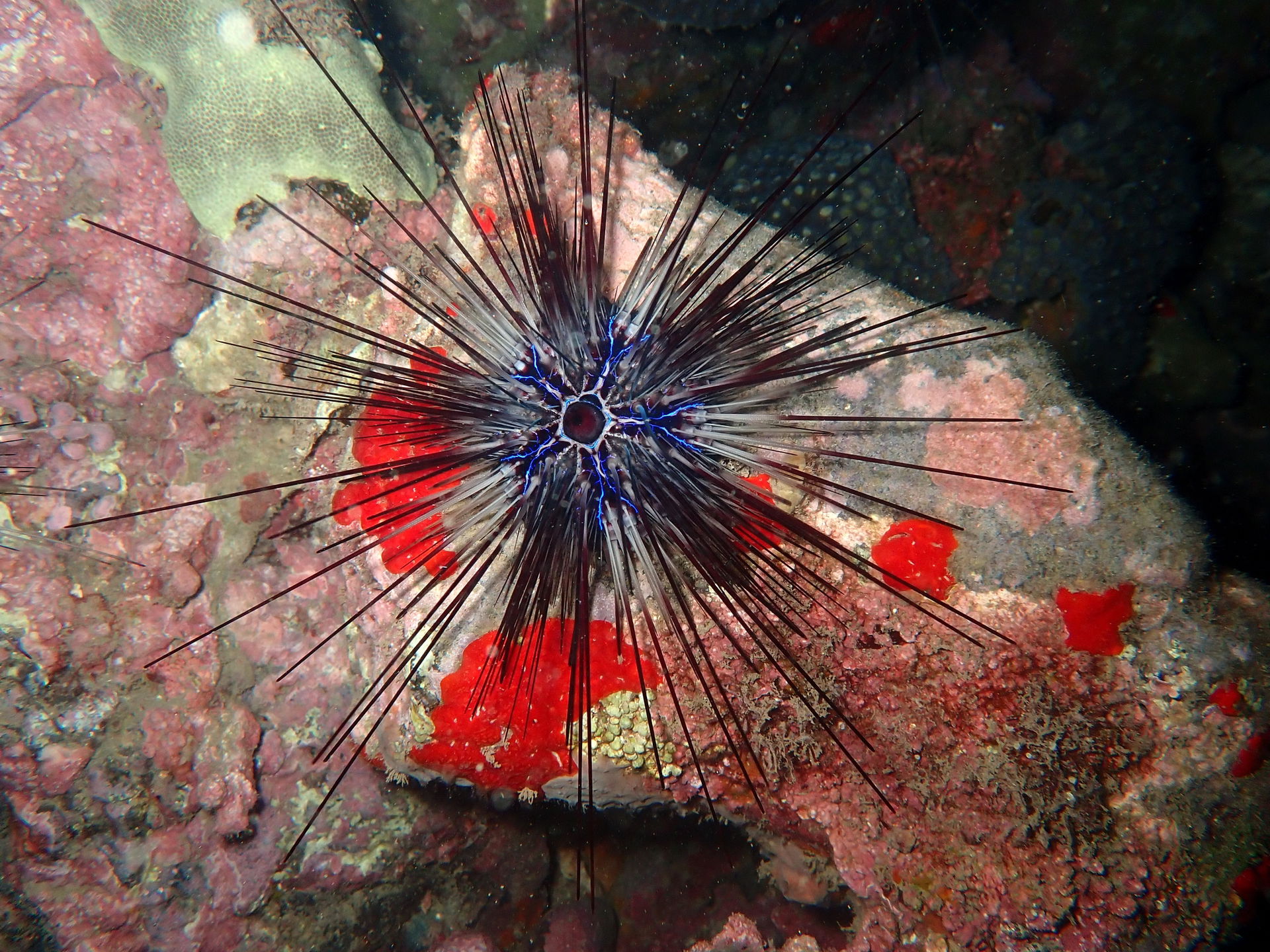 Diadema africanum in São Tomé.