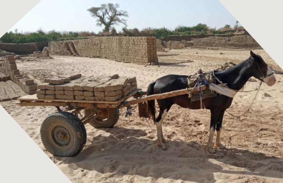 Transport cheval à amtiman