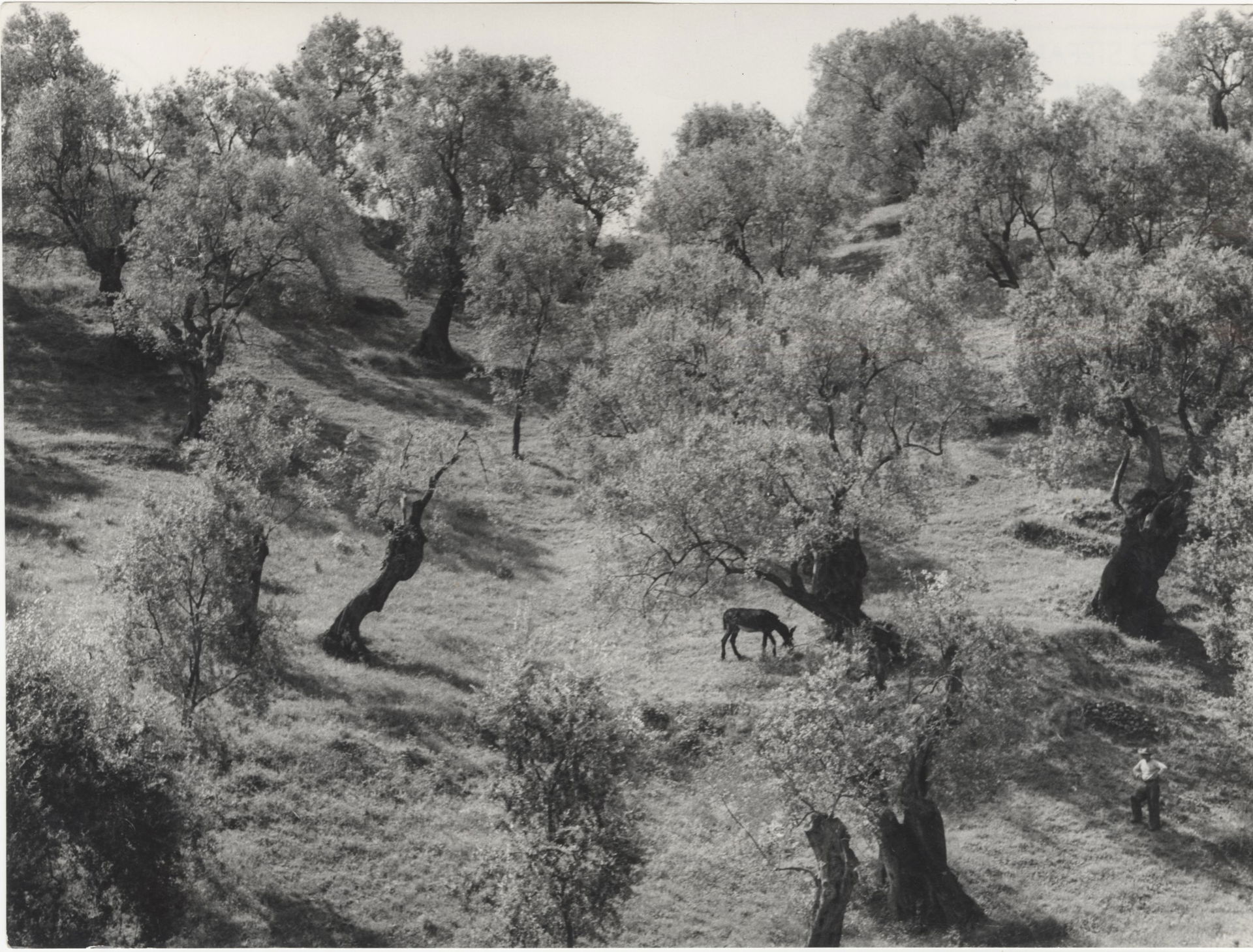 Olive orchard