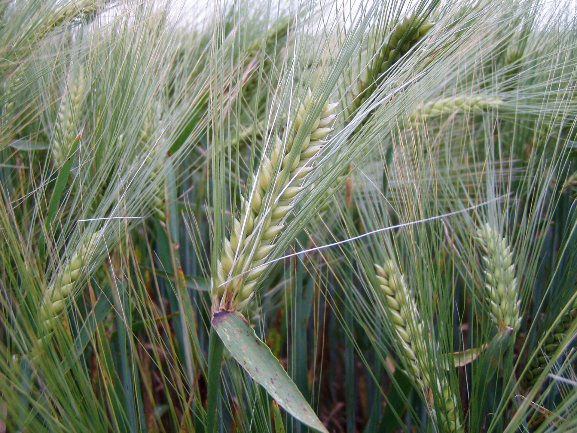 Hordeum vulgare subsp. hexastichum – Epis d'escourgeon bien for…