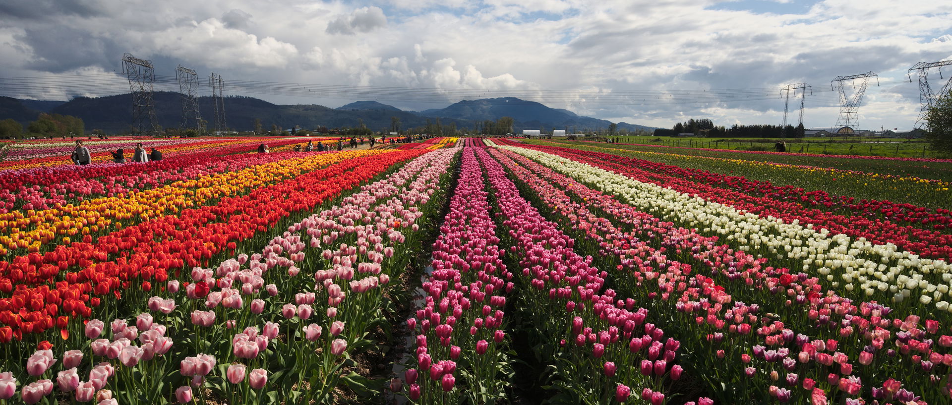 Tulips at the 2017 Abbotsford Tulip Festival in Abbotsford, Bri…