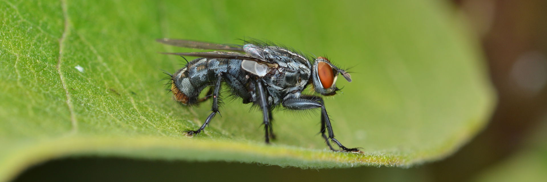 Flesh Fly (Sarcophagidae) in Guelph, Ontario, Canada.