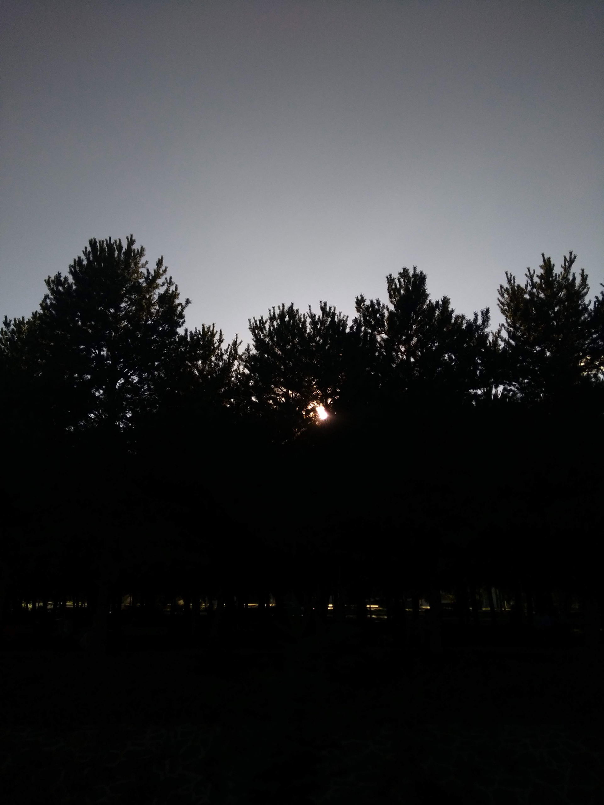 dark side of trees