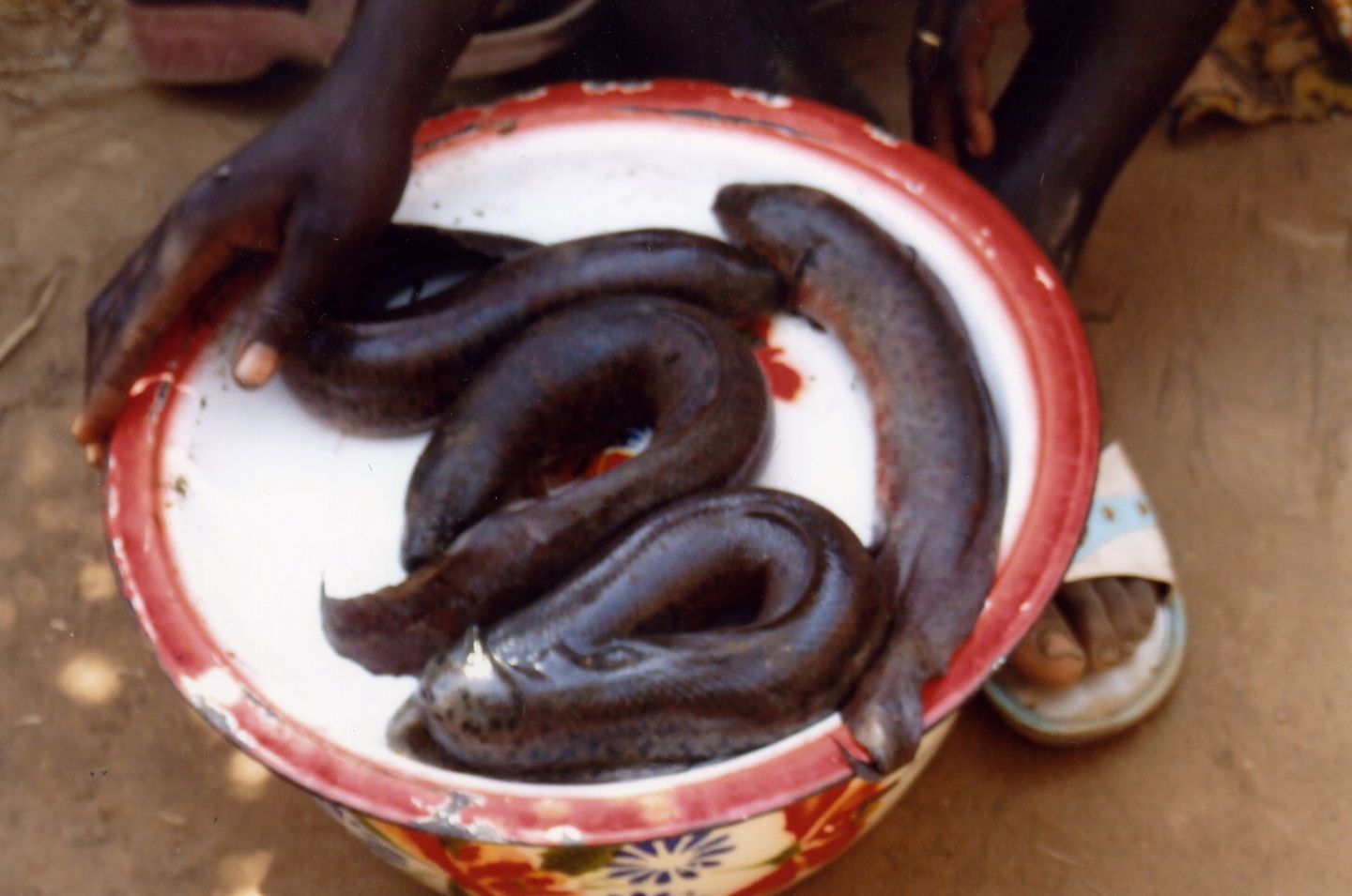 Bongor