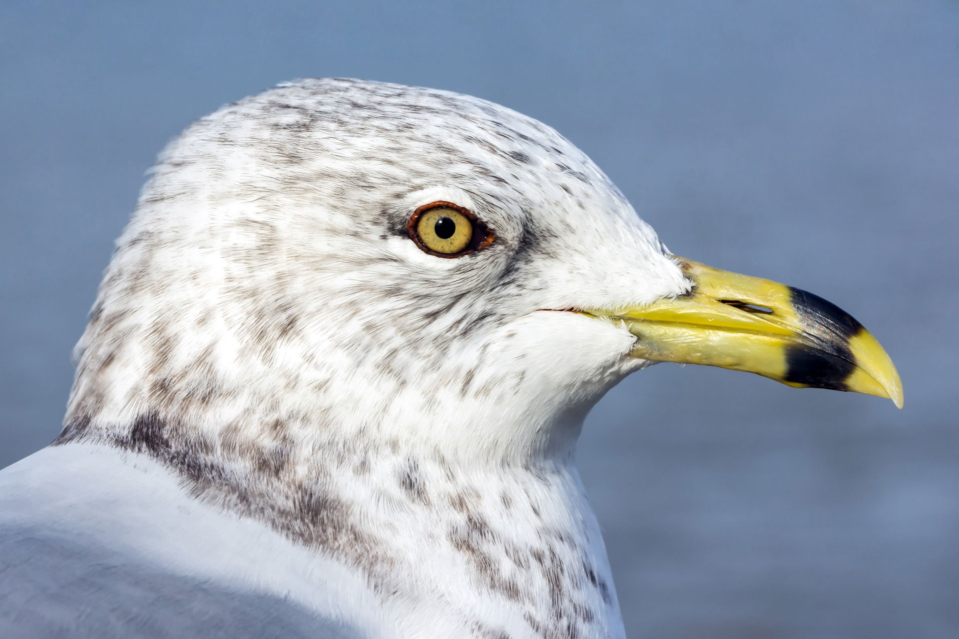 Portrait of Ring-billed gull (Larus delawarensis) in winter plu…
