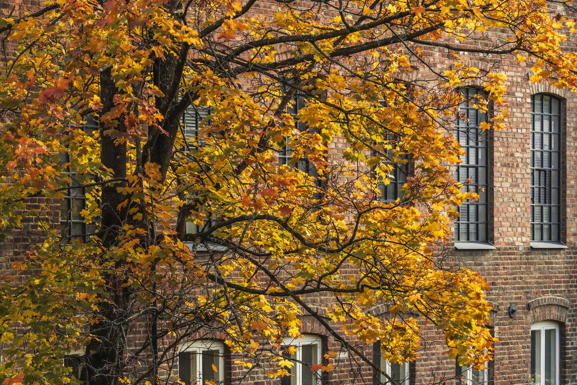a maple tree by an old industrial brick stone wall in fall