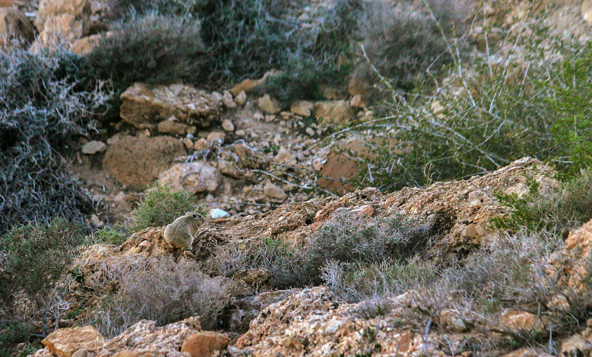 Le Goundi de l'Atlas dans le Parc national de Bouhedma (Tunisie)