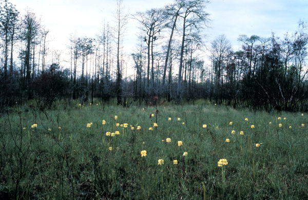 Berekua