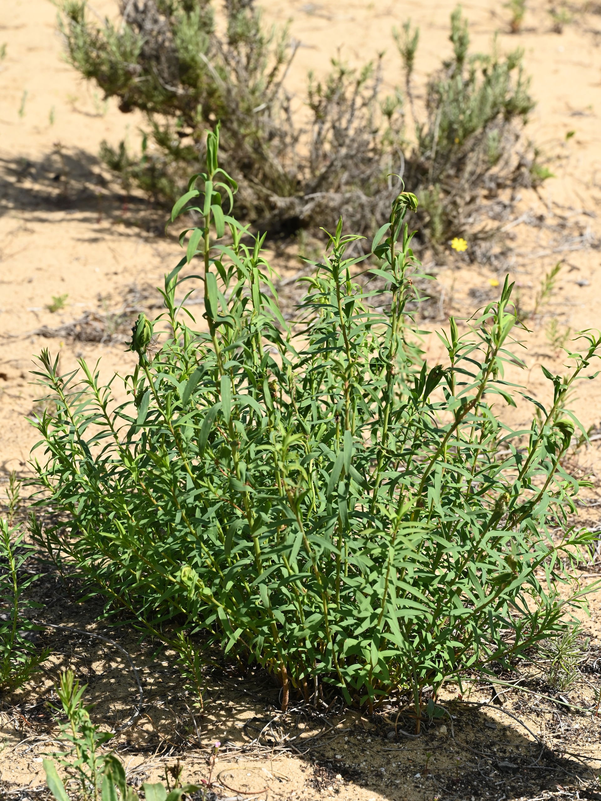 Euphorbia boetica in Jardín Botánico Dunas del Odiel