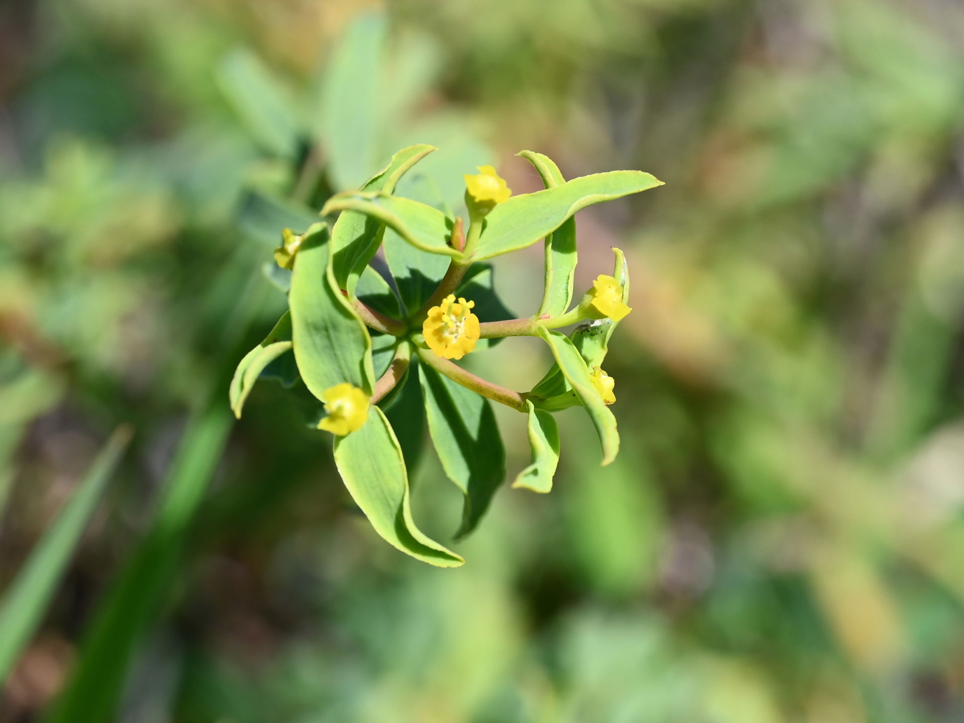 Euphorbia boetica S from Sotogrande, Andalusia