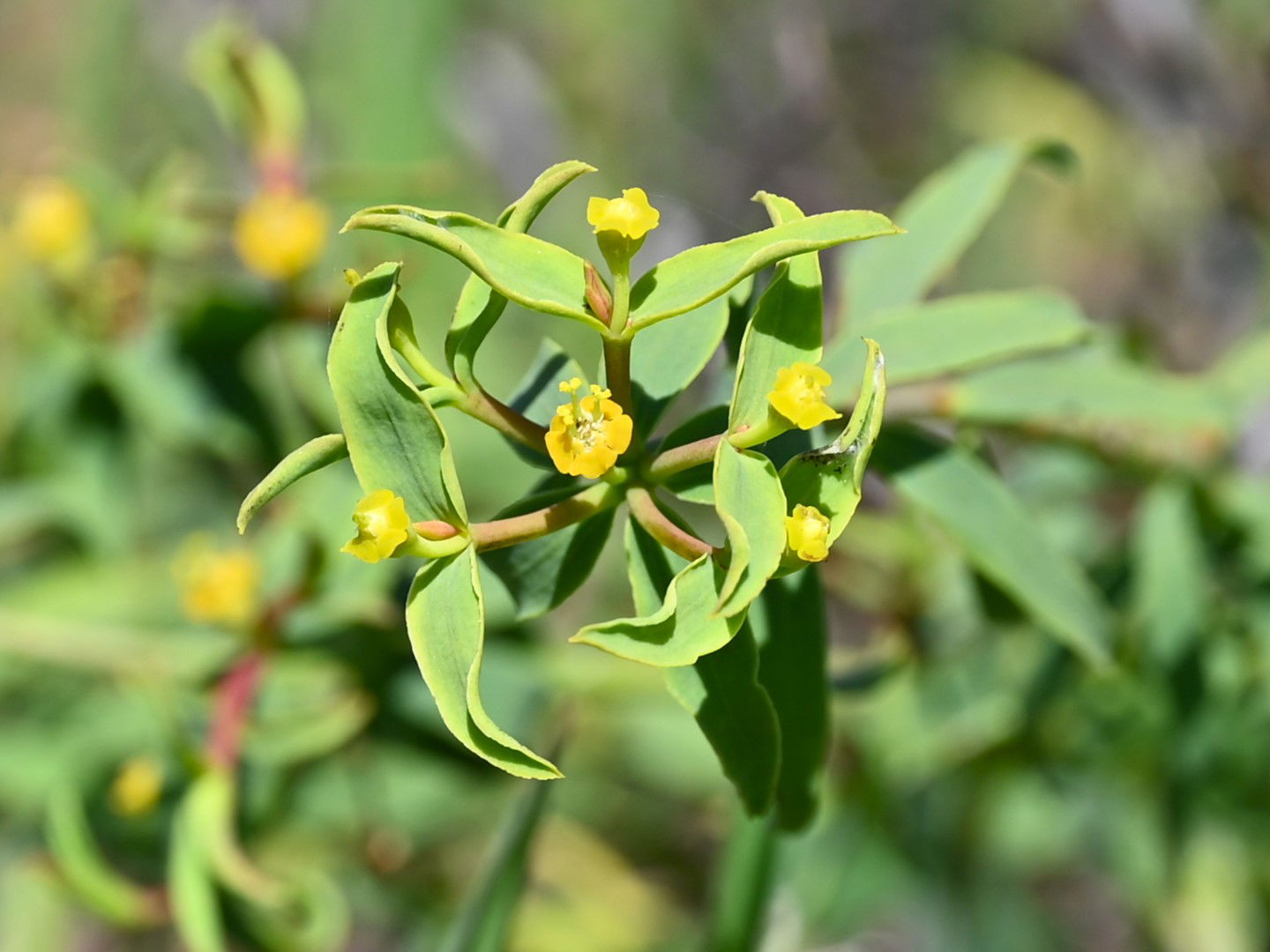 Euphorbia boetica S from Sotogrande, Andalusia