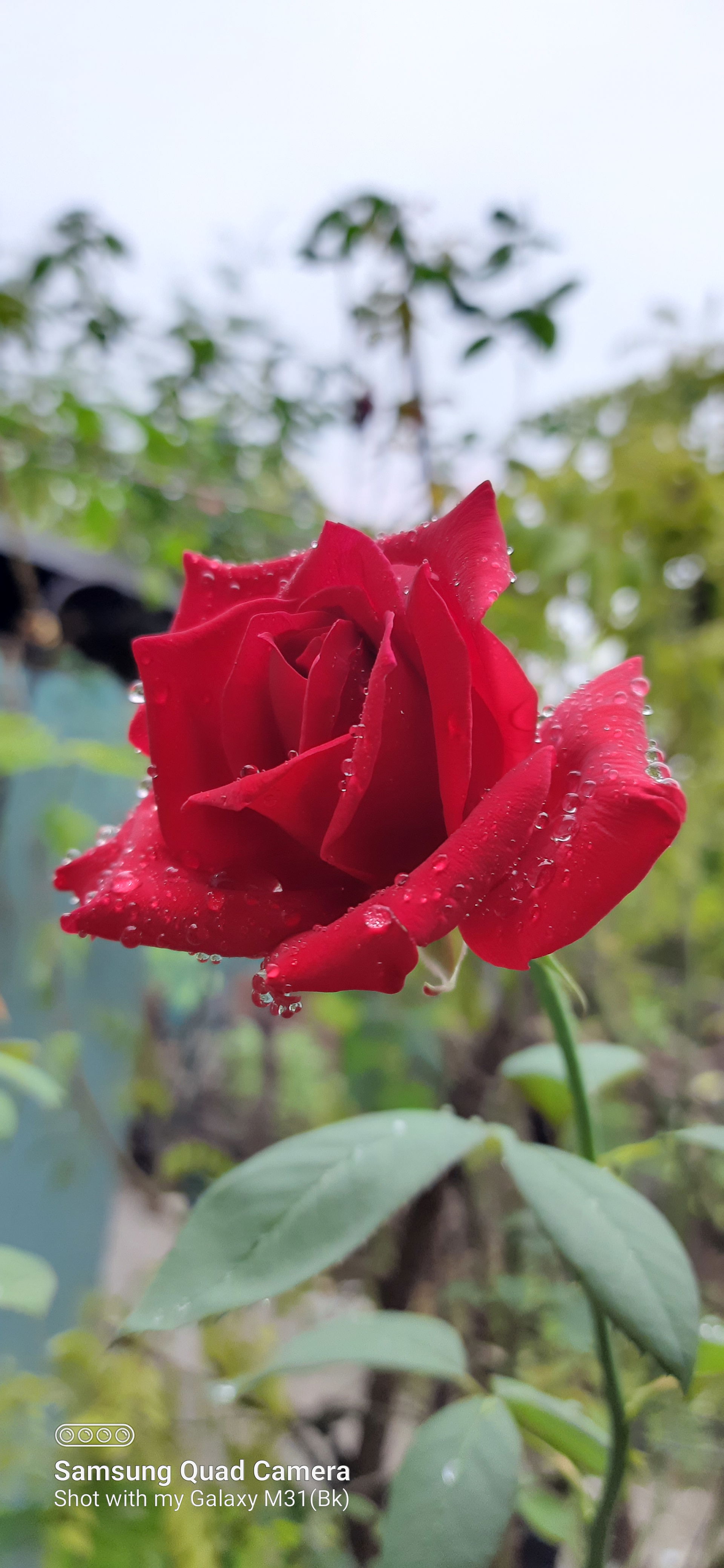 Veterans Honor Rose