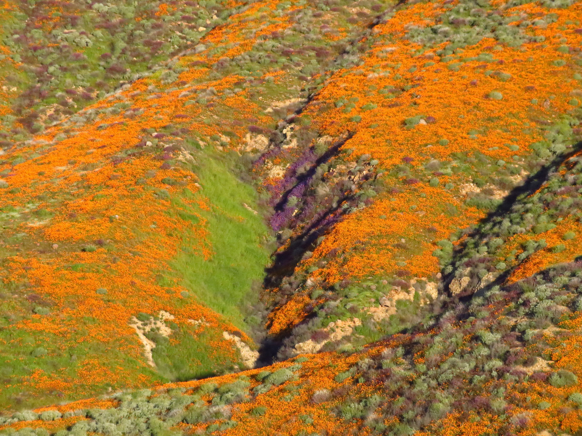 Wildflowers and Walker Canyon at Lake Elsinore in California | …