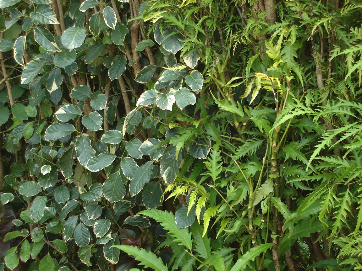 Two types of Polyscias (tanetane) on Tongatapu, shave into a he…