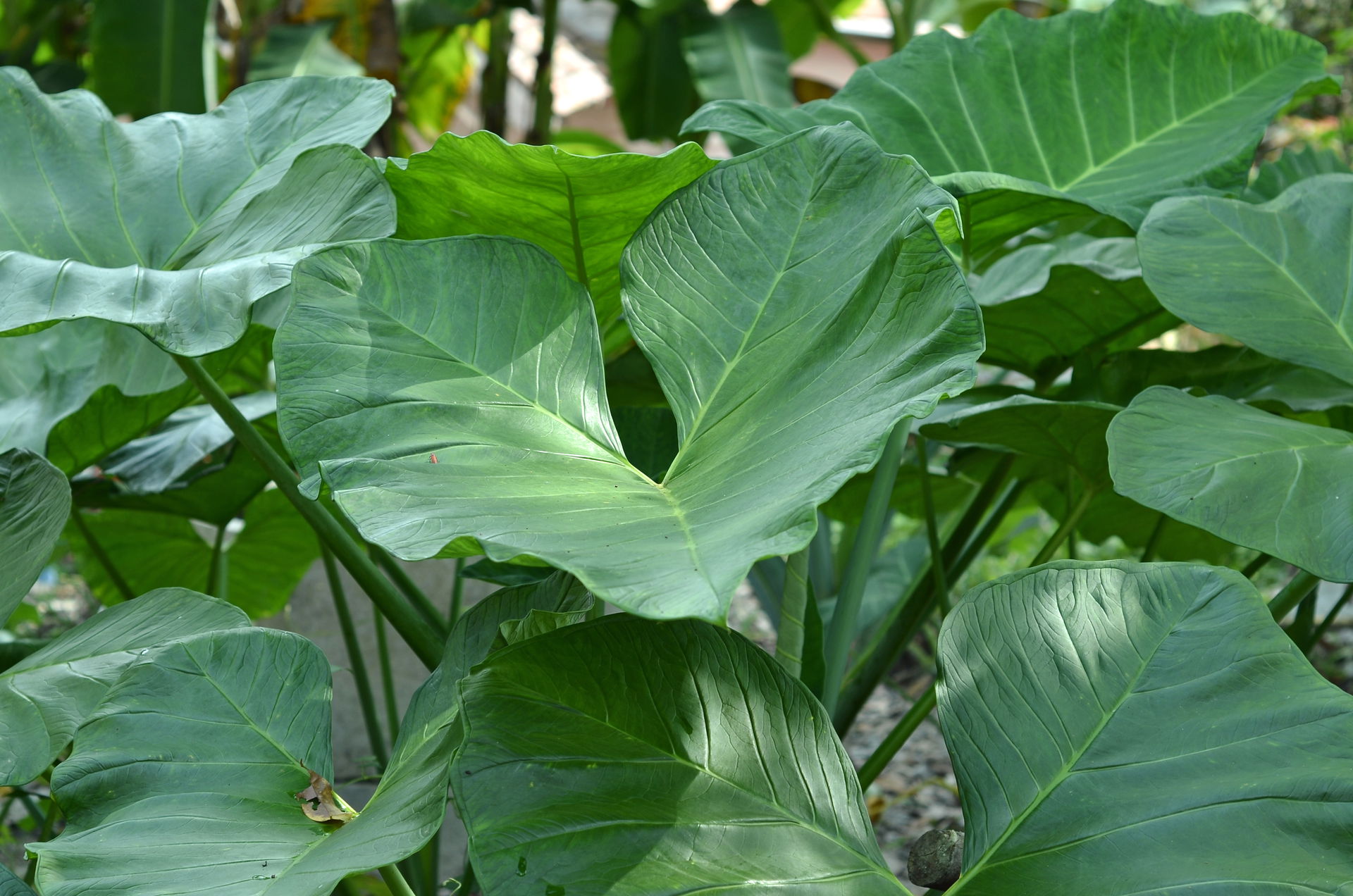 Giant taro leaves are green
