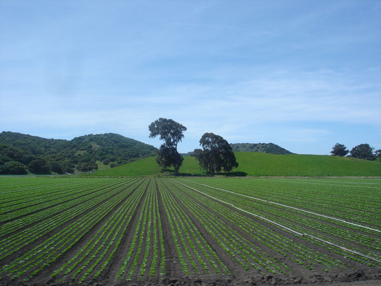 Fields near Greenfield, California.