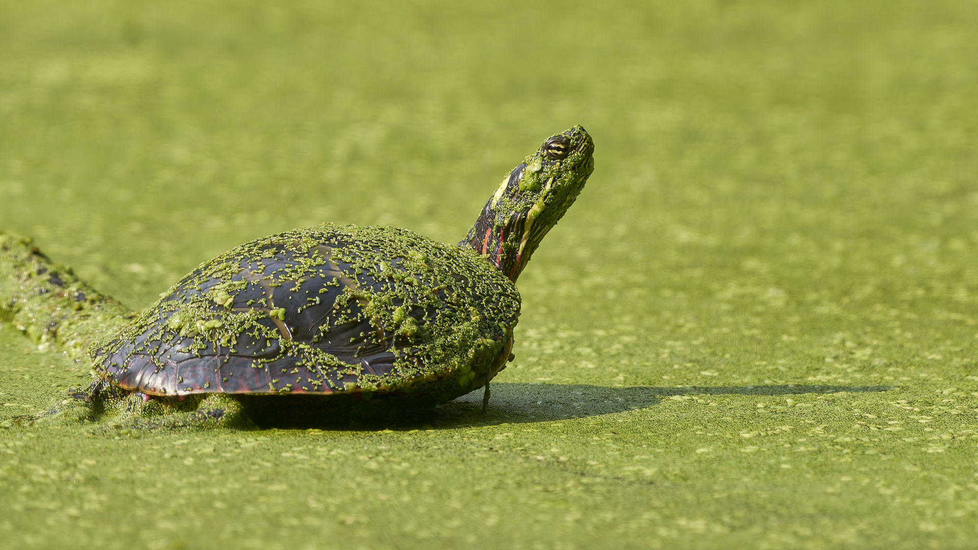 Painted Turtle in duckweed. Wood Parcel. Wethersfield, CT USA