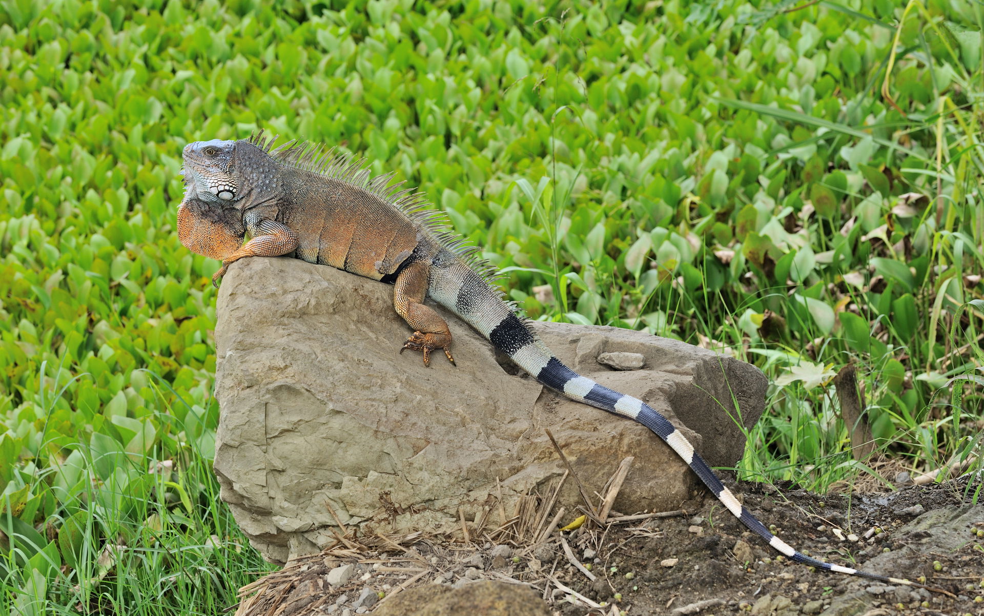 Male wild Green Iguana (Iguana iguana) in the Botanical Garden …
