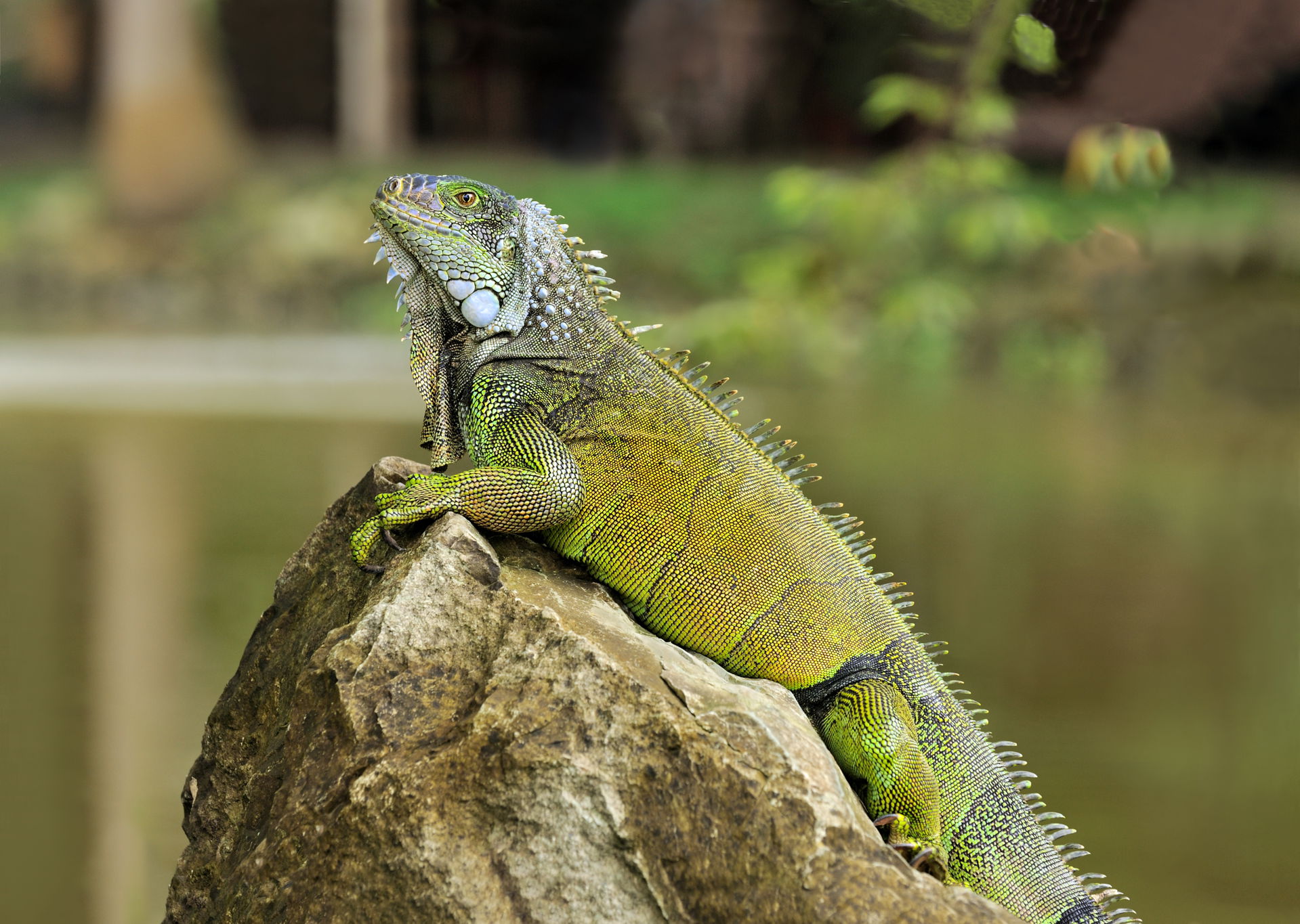 Wild Green Iguana (Iguana iguana) in the Botanical Garden at Po…