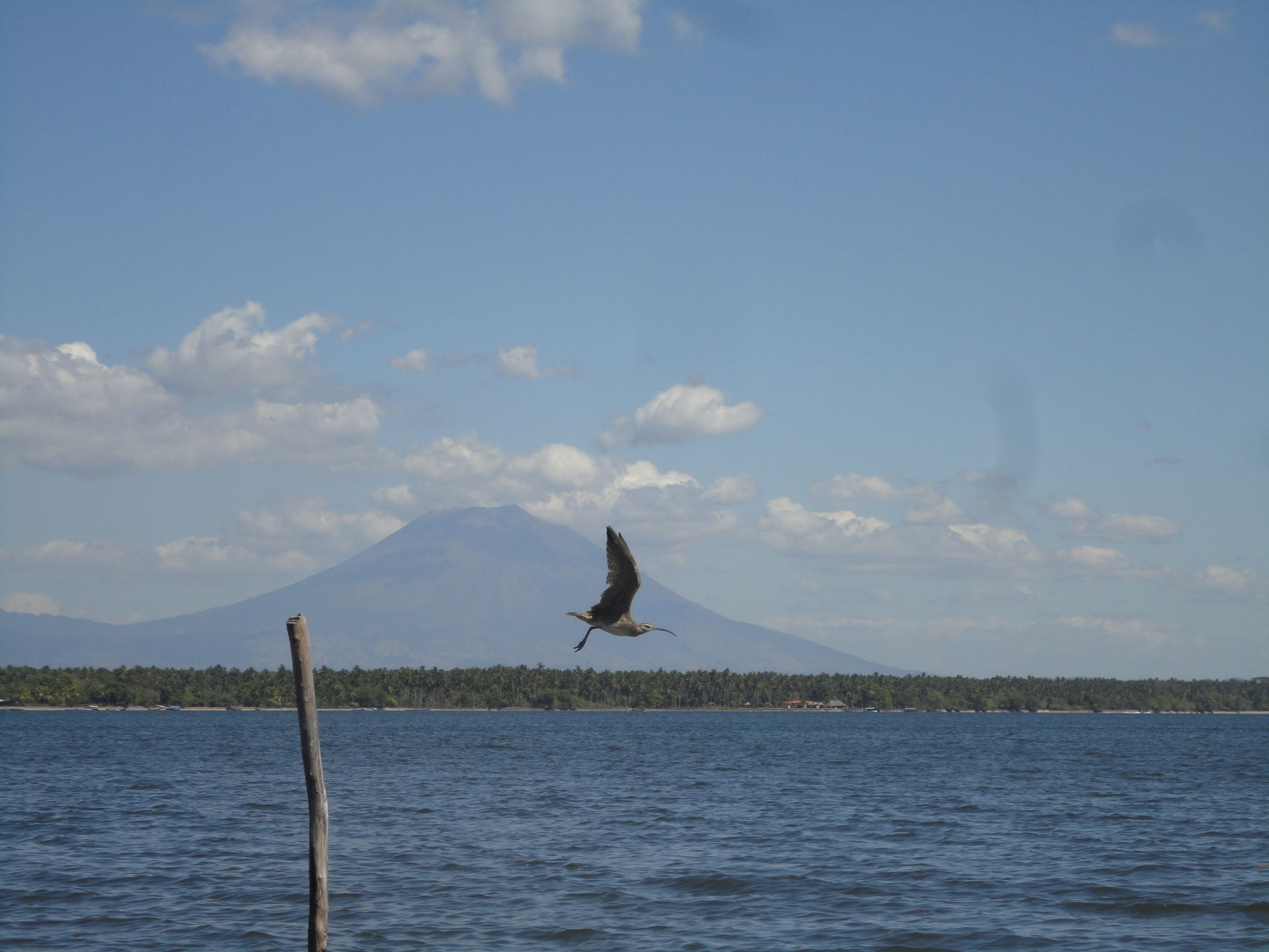 Ave en pleno vuelo de la Bahía de Jiquilisco, Usulután