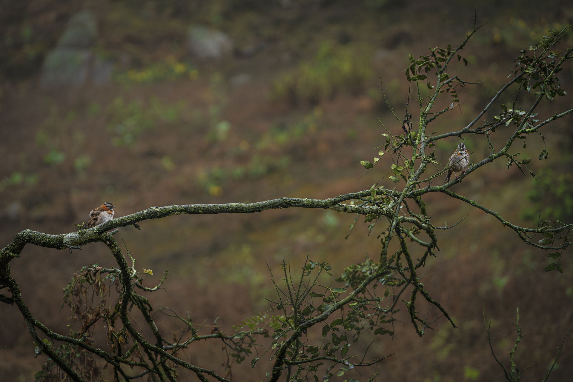 Dos copetones posados sobre una rama en la Reserva Nacional Lom…