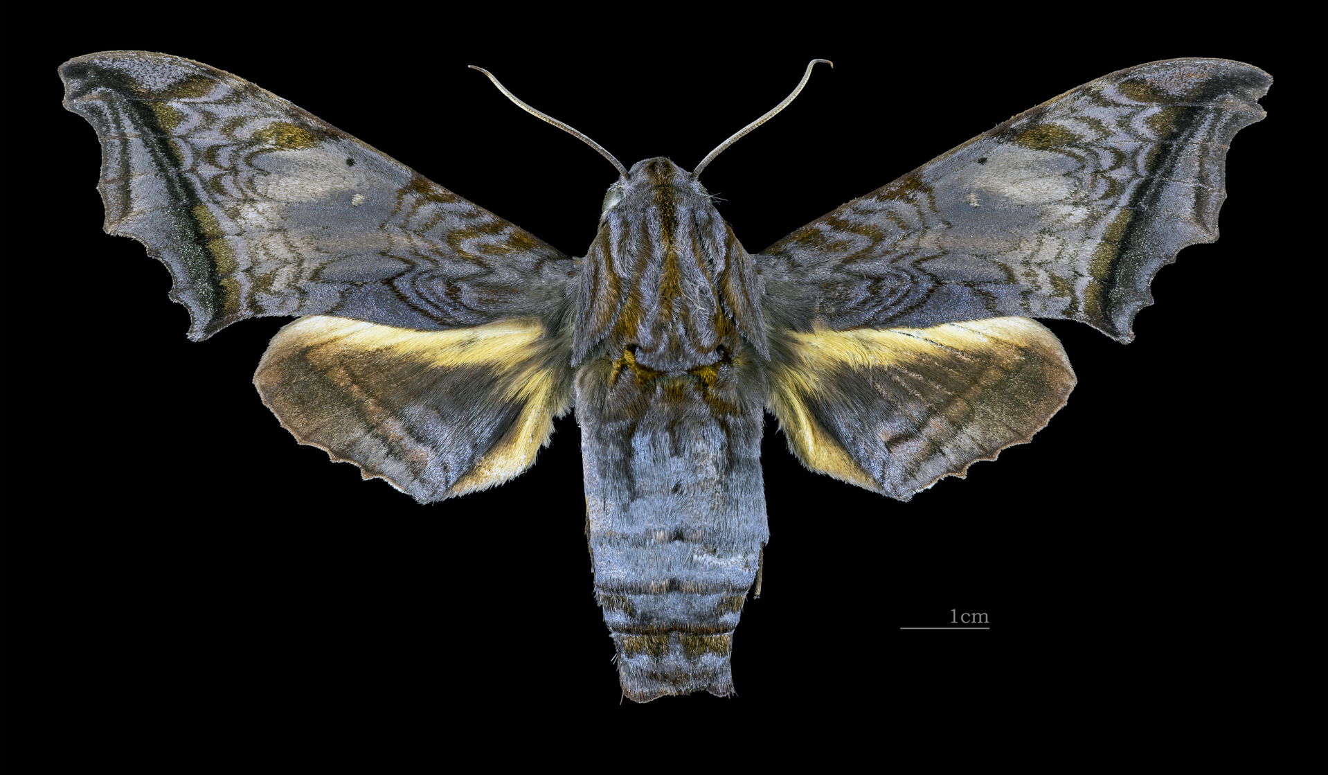 Nyceryx stuarti - Dorsal side
Collection of the Mathematician L…