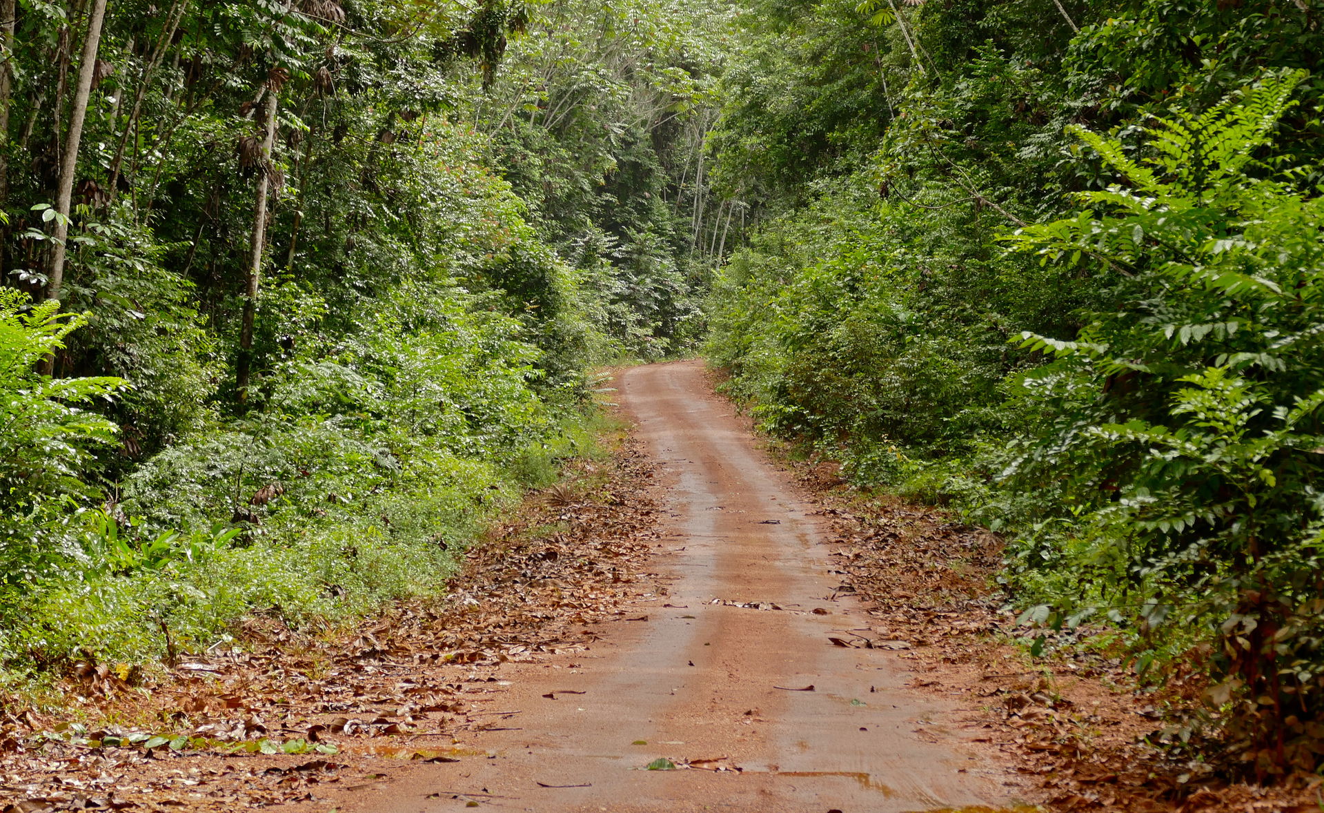 Piste de Belizon, Roura, French Guyana, FRANCE