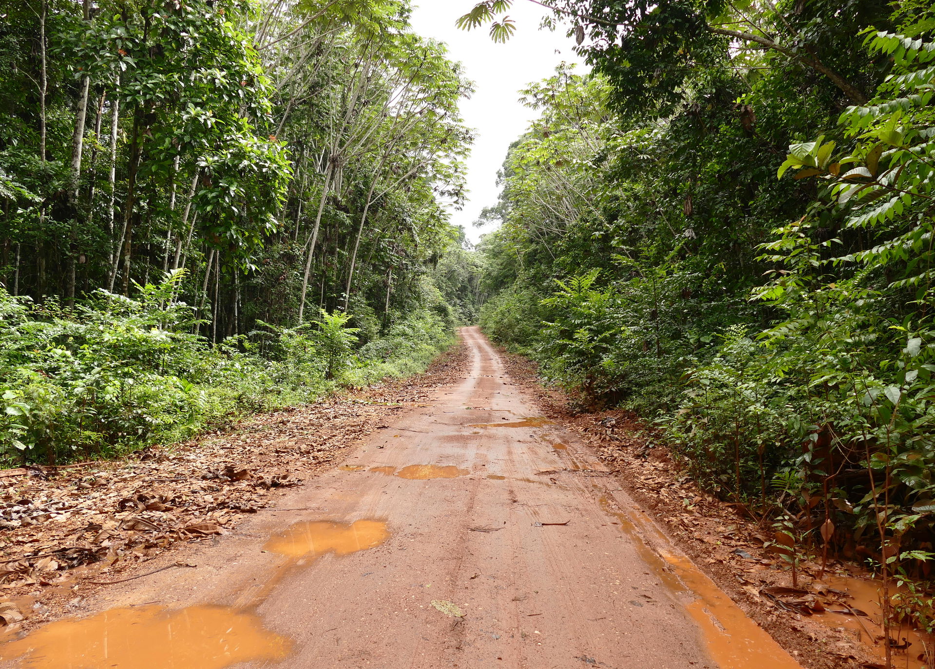 Piste de Bélizon, Roura, French Guyana, FRANCE