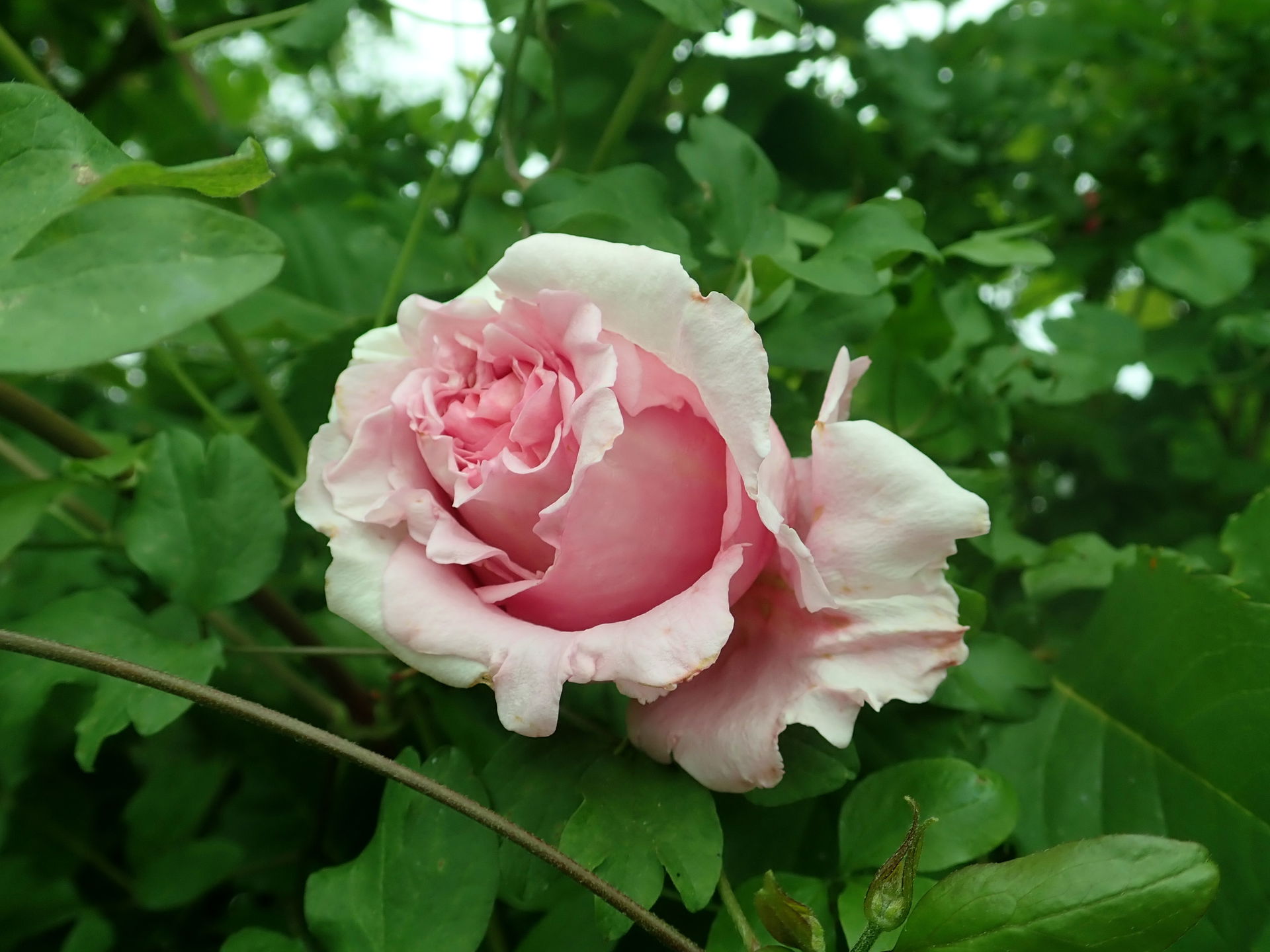 Rosa ‘Bienvenue’ (Delbard, 2011), Europa-Rosarium Sangerhausen.