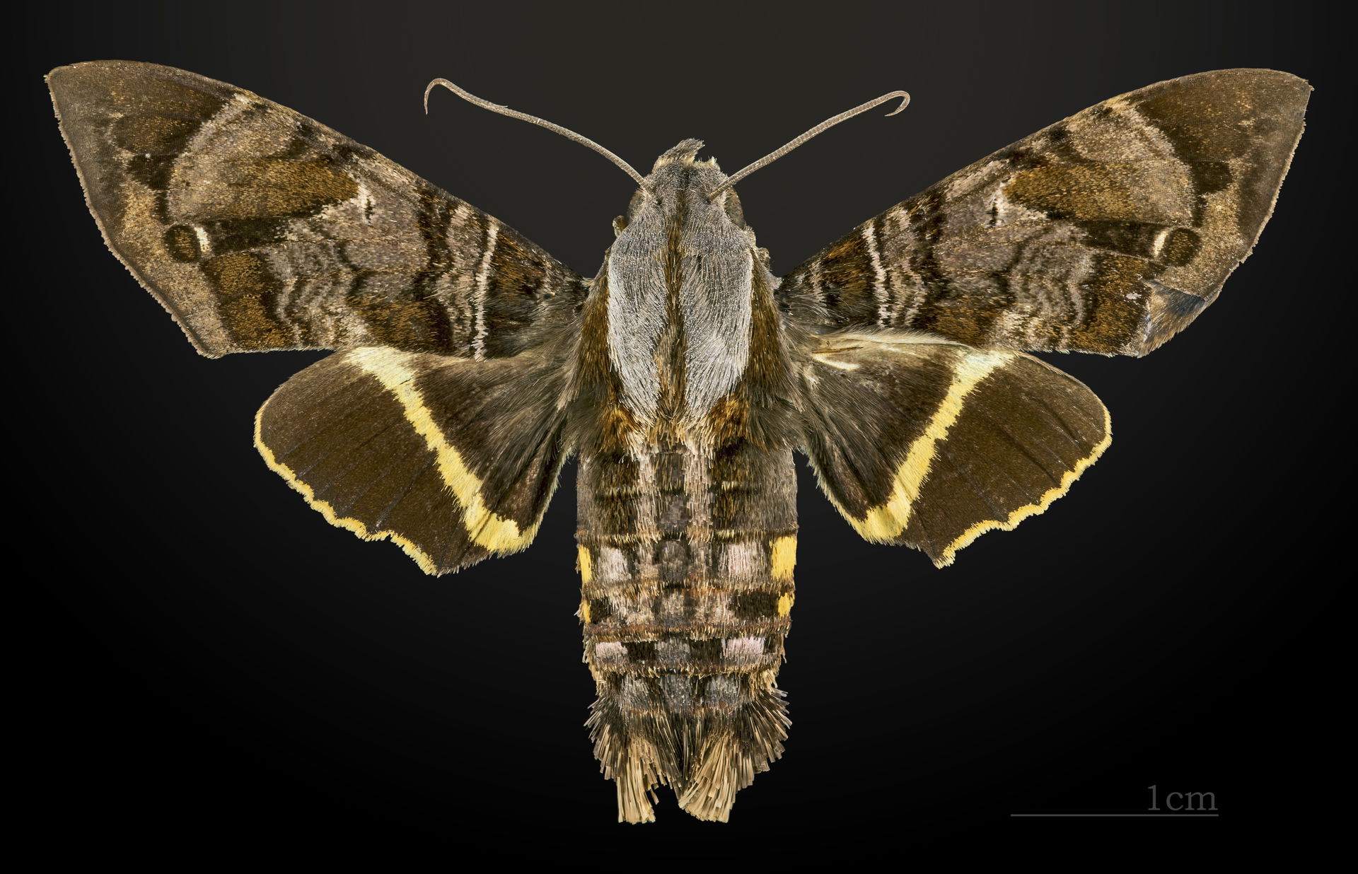 Eupyrrhoglossum sagra - Dorsal side
Collection of the Mathemati…