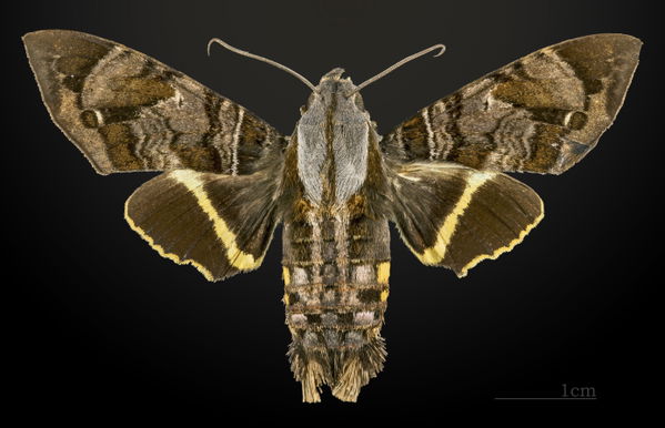 Camopi
