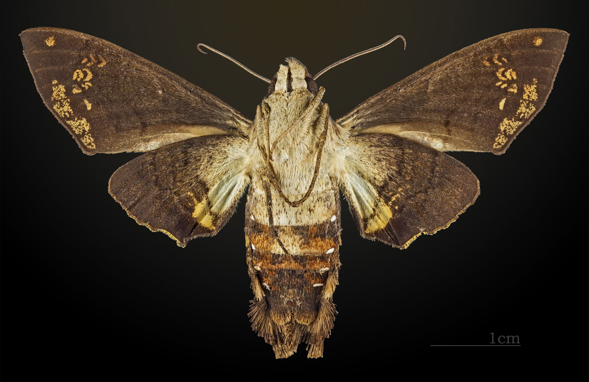 Eupyrrhoglossum sagra -  △ Ventral side
Collection of the Mathe…