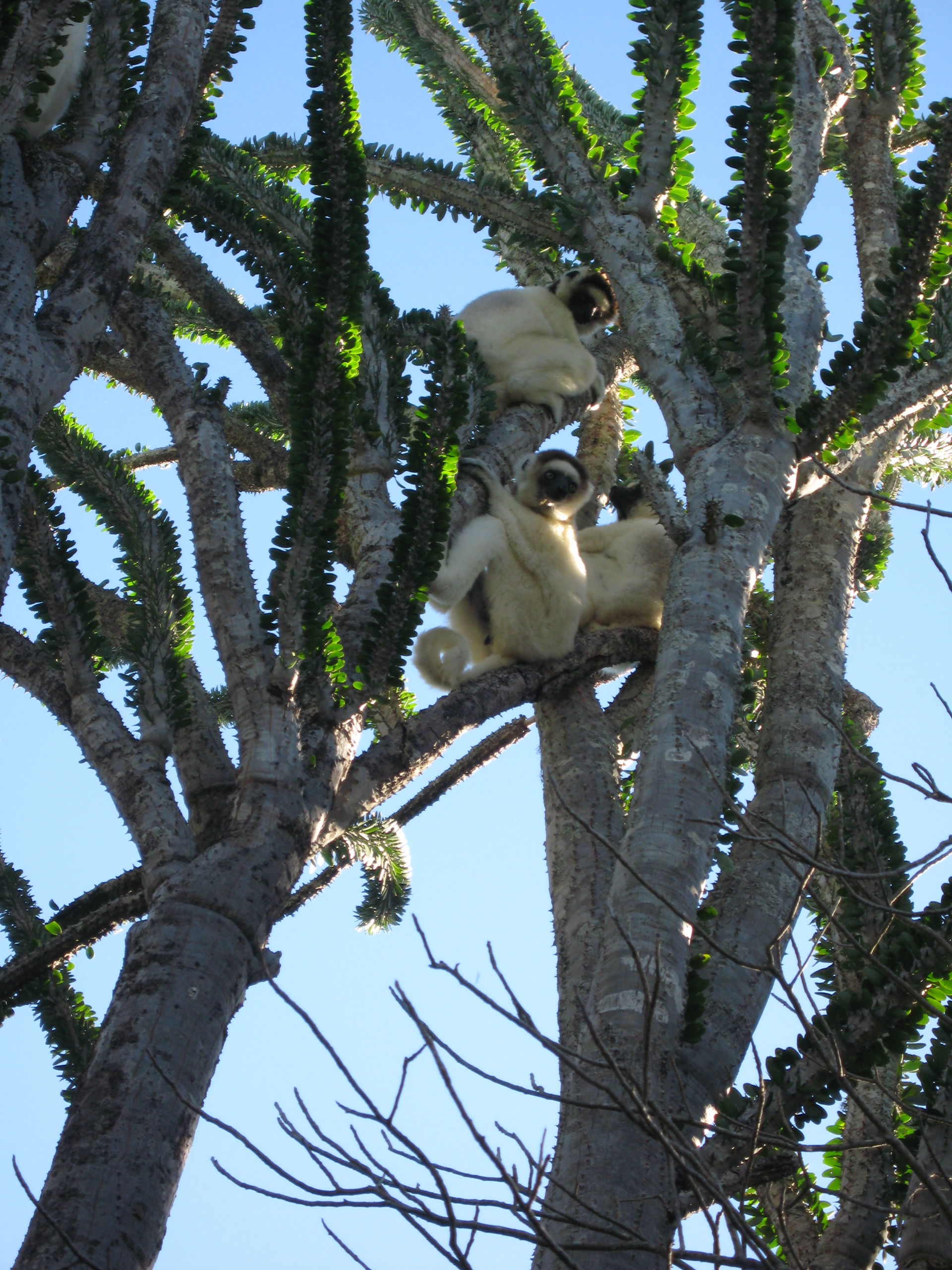 Wild Sifaka resting in an Octopus tree in Itsandra forest, Sout…