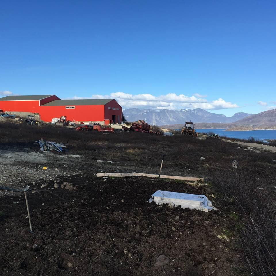 Sheep farm in Neriunaq, Sermersooq, Greenland