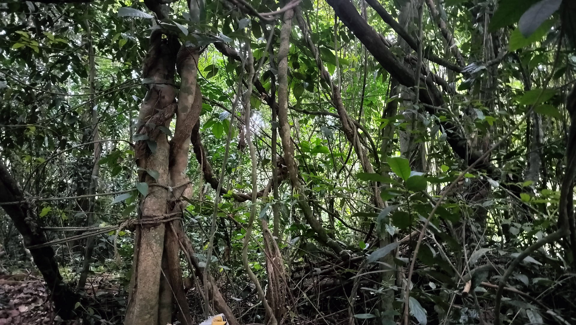 Amaramkavu, Thodupuzha